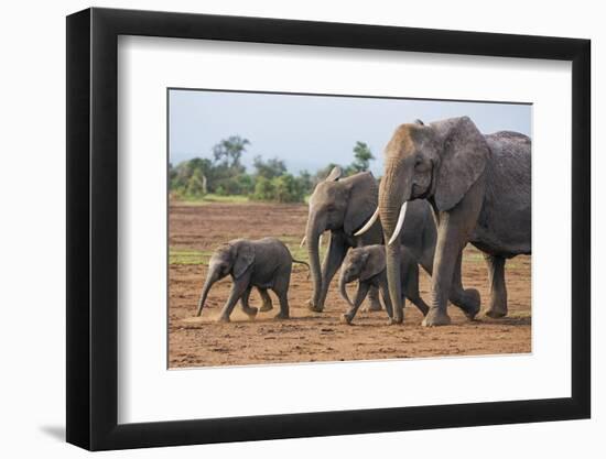 Kenya, Kajiado County, Amboseli National Park. a Family of African Elephants on the Move.-Nigel Pavitt-Framed Premium Photographic Print