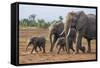 Kenya, Kajiado County, Amboseli National Park. a Family of African Elephants on the Move.-Nigel Pavitt-Framed Stretched Canvas