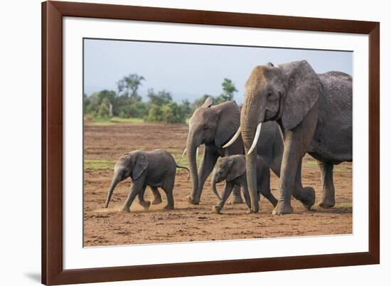 Kenya, Kajiado County, Amboseli National Park. a Family of African Elephants on the Move.-Nigel Pavitt-Framed Photographic Print