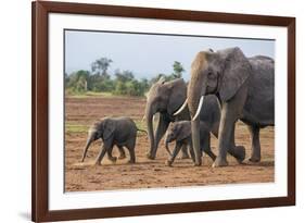 Kenya, Kajiado County, Amboseli National Park. a Family of African Elephants on the Move.-Nigel Pavitt-Framed Photographic Print