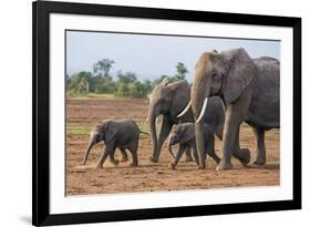 Kenya, Kajiado County, Amboseli National Park. a Family of African Elephants on the Move.-Nigel Pavitt-Framed Photographic Print