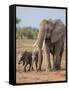 Kenya, Kajiado County, Amboseli National Park. a Female African Elephant with Two Small Babies.-Nigel Pavitt-Framed Stretched Canvas