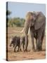 Kenya, Kajiado County, Amboseli National Park. a Female African Elephant with Two Small Babies.-Nigel Pavitt-Stretched Canvas