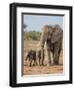 Kenya, Kajiado County, Amboseli National Park. a Female African Elephant with Two Small Babies.-Nigel Pavitt-Framed Photographic Print