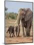 Kenya, Kajiado County, Amboseli National Park. a Female African Elephant with Two Small Babies.-Nigel Pavitt-Mounted Photographic Print