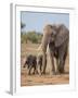 Kenya, Kajiado County, Amboseli National Park. a Female African Elephant with Two Small Babies.-Nigel Pavitt-Framed Photographic Print