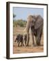 Kenya, Kajiado County, Amboseli National Park. a Female African Elephant with Two Small Babies.-Nigel Pavitt-Framed Photographic Print