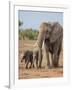 Kenya, Kajiado County, Amboseli National Park. a Female African Elephant with Two Small Babies.-Nigel Pavitt-Framed Photographic Print