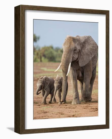 Kenya, Kajiado County, Amboseli National Park. a Female African Elephant with Two Small Babies.-Nigel Pavitt-Framed Photographic Print
