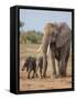 Kenya, Kajiado County, Amboseli National Park. a Female African Elephant with Two Small Babies.-Nigel Pavitt-Framed Stretched Canvas