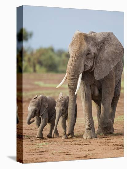 Kenya, Kajiado County, Amboseli National Park. a Female African Elephant with Two Small Babies.-Nigel Pavitt-Stretched Canvas