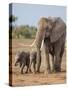 Kenya, Kajiado County, Amboseli National Park. a Female African Elephant with Two Small Babies.-Nigel Pavitt-Stretched Canvas
