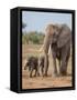 Kenya, Kajiado County, Amboseli National Park. a Female African Elephant with Two Small Babies.-Nigel Pavitt-Framed Stretched Canvas