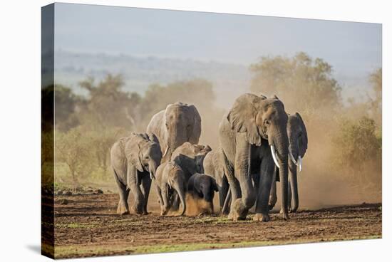 Kenya, Kajiado County, Amboseli National Park. a Herd of African Elephants on the Move.-Nigel Pavitt-Stretched Canvas