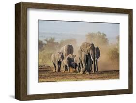 Kenya, Kajiado County, Amboseli National Park. a Herd of African Elephants on the Move.-Nigel Pavitt-Framed Photographic Print