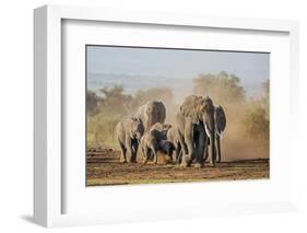 Kenya, Kajiado County, Amboseli National Park. a Herd of African Elephants on the Move.-Nigel Pavitt-Framed Photographic Print