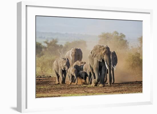 Kenya, Kajiado County, Amboseli National Park. a Herd of African Elephants on the Move.-Nigel Pavitt-Framed Photographic Print