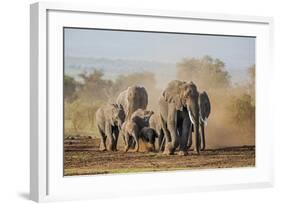 Kenya, Kajiado County, Amboseli National Park. a Herd of African Elephants on the Move.-Nigel Pavitt-Framed Photographic Print