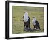 Kenya, Kajiado County, Amboseli National Park. a Pair of Fish Eagles.-Nigel Pavitt-Framed Photographic Print