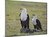 Kenya, Kajiado County, Amboseli National Park. a Pair of Fish Eagles.-Nigel Pavitt-Mounted Photographic Print