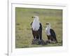 Kenya, Kajiado County, Amboseli National Park. a Pair of Fish Eagles.-Nigel Pavitt-Framed Photographic Print