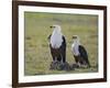 Kenya, Kajiado County, Amboseli National Park. a Pair of Fish Eagles.-Nigel Pavitt-Framed Photographic Print