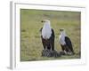 Kenya, Kajiado County, Amboseli National Park. a Pair of Fish Eagles.-Nigel Pavitt-Framed Photographic Print