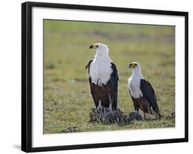 Kenya, Kajiado County, Amboseli National Park. a Pair of Fish Eagles.-Nigel Pavitt-Framed Photographic Print