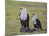 Kenya, Kajiado County, Amboseli National Park. a Pair of Fish Eagles.-Nigel Pavitt-Mounted Photographic Print