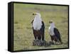 Kenya, Kajiado County, Amboseli National Park. a Pair of Fish Eagles.-Nigel Pavitt-Framed Stretched Canvas