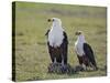 Kenya, Kajiado County, Amboseli National Park. a Pair of Fish Eagles.-Nigel Pavitt-Stretched Canvas