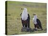 Kenya, Kajiado County, Amboseli National Park. a Pair of Fish Eagles.-Nigel Pavitt-Stretched Canvas