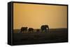 Kenya, Kajiado County, Amboseli National Park, African Elephant-Reiner Harscher-Framed Stretched Canvas