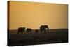 Kenya, Kajiado County, Amboseli National Park, African Elephant-Reiner Harscher-Stretched Canvas