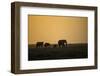 Kenya, Kajiado County, Amboseli National Park, African Elephant-Reiner Harscher-Framed Photographic Print