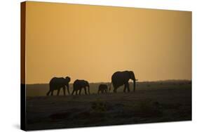 Kenya, Kajiado County, Amboseli National Park, African Elephant-Reiner Harscher-Stretched Canvas
