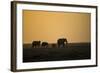 Kenya, Kajiado County, Amboseli National Park, African Elephant-Reiner Harscher-Framed Photographic Print