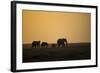 Kenya, Kajiado County, Amboseli National Park, African Elephant-Reiner Harscher-Framed Photographic Print