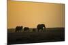 Kenya, Kajiado County, Amboseli National Park, African Elephant-Reiner Harscher-Mounted Photographic Print