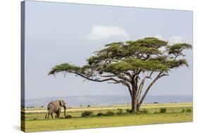 Kenya, Kajiado County, Amboseli National Park. an African Elephant Approaches a Large Acacia Tree.-Nigel Pavitt-Stretched Canvas