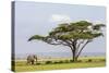 Kenya, Kajiado County, Amboseli National Park. an African Elephant Approaches a Large Acacia Tree.-Nigel Pavitt-Stretched Canvas