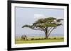 Kenya, Kajiado County, Amboseli National Park. an African Elephant Approaches a Large Acacia Tree.-Nigel Pavitt-Framed Photographic Print