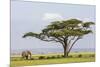 Kenya, Kajiado County, Amboseli National Park. an African Elephant Approaches a Large Acacia Tree.-Nigel Pavitt-Mounted Photographic Print