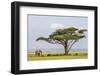 Kenya, Kajiado County, Amboseli National Park. an African Elephant Approaches a Large Acacia Tree.-Nigel Pavitt-Framed Photographic Print