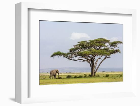 Kenya, Kajiado County, Amboseli National Park. an African Elephant Approaches a Large Acacia Tree.-Nigel Pavitt-Framed Photographic Print