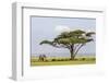 Kenya, Kajiado County, Amboseli National Park. an African Elephant Approaches a Large Acacia Tree.-Nigel Pavitt-Framed Photographic Print