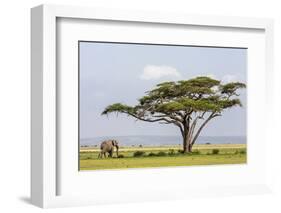 Kenya, Kajiado County, Amboseli National Park. an African Elephant Approaches a Large Acacia Tree.-Nigel Pavitt-Framed Photographic Print