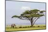 Kenya, Kajiado County, Amboseli National Park. an African Elephant Approaches a Large Acacia Tree.-Nigel Pavitt-Mounted Photographic Print