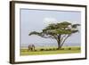 Kenya, Kajiado County, Amboseli National Park. an African Elephant Approaches a Large Acacia Tree.-Nigel Pavitt-Framed Photographic Print