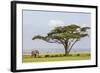 Kenya, Kajiado County, Amboseli National Park. an African Elephant Approaches a Large Acacia Tree.-Nigel Pavitt-Framed Photographic Print